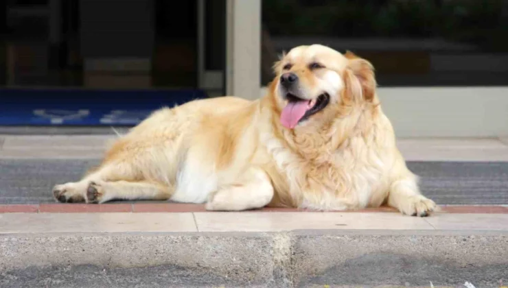 Sokak köpeklerine umut: Terapi köpeği olarak kullanılacaklar